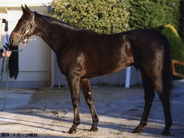 血統 馬体講座 ミルドリーム 梅花賞 競馬を100倍楽しむ方法 Jrdb ブログ