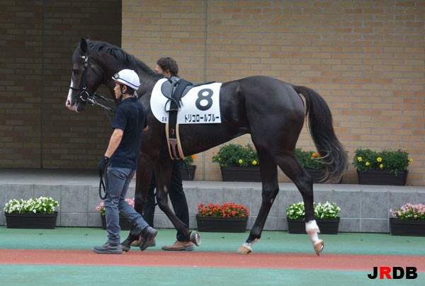 血統 馬体講座 トリコロールブルー 競馬を100倍楽しむ方法 Jrdb ブログ