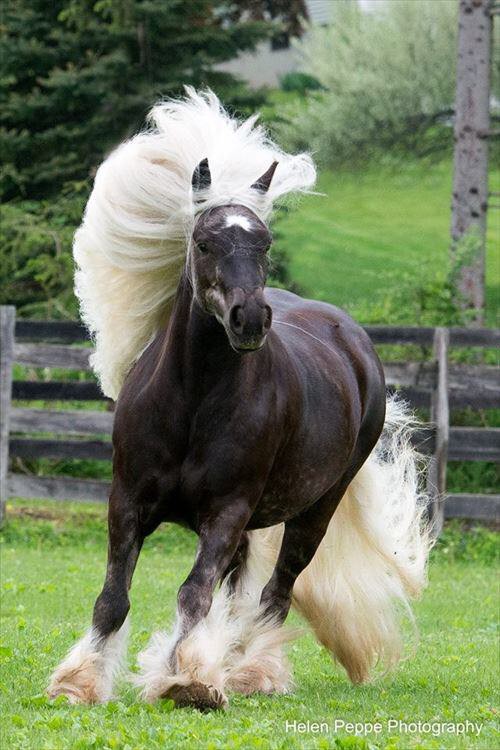 かっこいい馬の画像くれ 競馬必勝ch