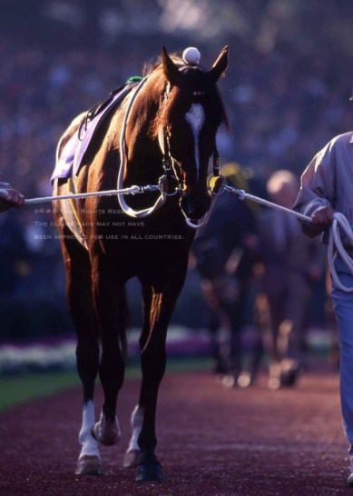 かっこいい馬の画像くれ 競馬必勝ch