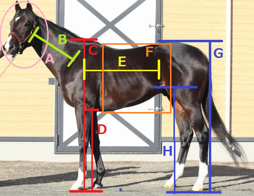 馬体の見方 第３回 最終回 全身 5000字のシュシュとお馬さんのおはなし ミ リアルダビスタ