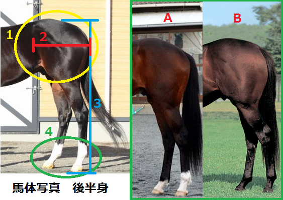 馬体の見方 第２回 後半身 5000字のシュシュとお馬さんのおはなし ミ リアルダビスタ