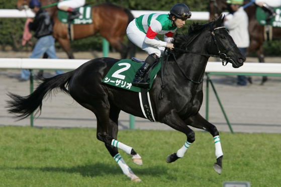 馬の毛色について 5000字のシュシュとお馬さんのおはなし ミ リアルダビスタ