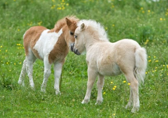 競馬講座3限目 馬とは 5000字のシュシュとお馬さんのおはなし ミ リアルダビスタ