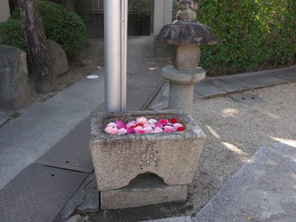大阪府高槻市 野見神社の花手水 城跡公園の梅の花 散策日記 主に京都 四季の彩り雅やかに
