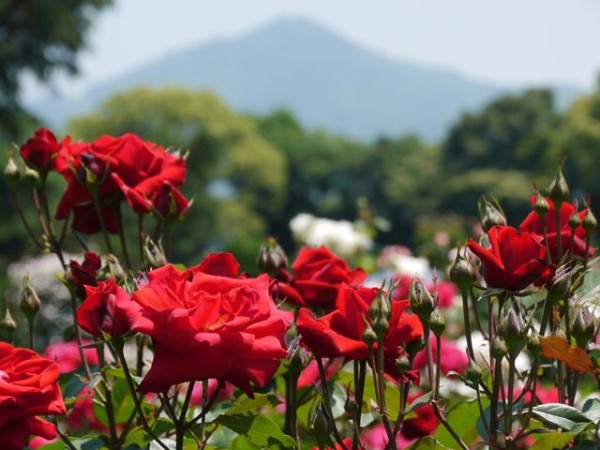 京都府立植物園 春のバラ展 散策日記 主に京都 四季の彩り雅やかに