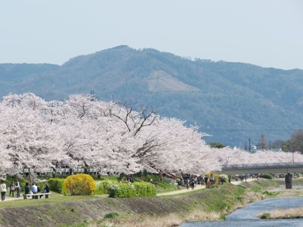 上賀茂神社と御園橋から四条大橋まで鴨川沿いの桜 散策日記 主に京都 四季の彩り雅やかに