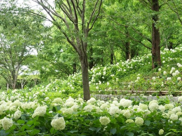 神戸市立森林植物園のあじさい散策 そして神戸 散策日記 主に京都 四季の彩り雅やかに