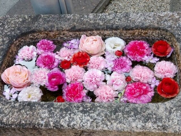 大阪府高槻市 野見神社の花手水 城跡公園の梅の花 散策日記 主に京都 四季の彩り雅やかに