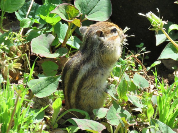 さいたま市りすの家へ そろそろ子リスたちもお目見え ２０２２ 夢は枯れ野を