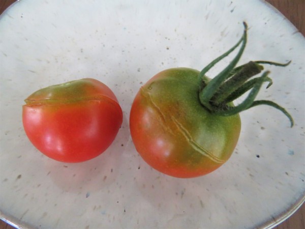 ベランダでミニトマト栽培 １６ 長雨続きで色づかないまま実が割れる 夢は枯れ野を