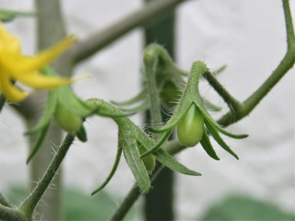 ベランダでミニトマト栽培 ５ かわいい実をつけ始めました 夢は枯れ野を