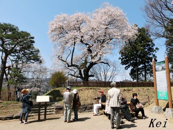 沼田公園の桜 1 これから見頃の御殿桜 樹齢400年のヒガンザクラ 沼田城御殿跡に咲く桜 群馬県沼田市 ゆる山 湯ったり ぶらり旅 ゆゆぶ