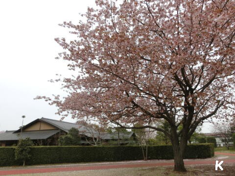 砂沼公園 観桜苑の桜 ４ 砂沼庵と砂沼と桜 茨城県下妻市 ゆる山 湯ったり ぶらり旅 ゆゆぶ