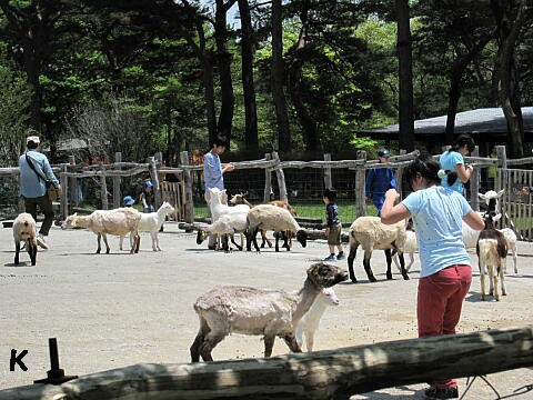 南ヶ丘牧場 ３ 動物ふれあい広場 栃木県那須町11年5月 遊々 湯ったり ぶらり旅 ゆゆぶ