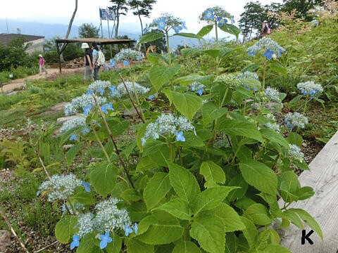 白馬五竜高山植物園 ８ エゾアジサイ チングルマ トリカブト 長野県白馬村 遊々 湯ったり ぶらり旅 ゆゆぶ