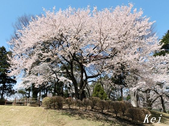 沼田公園の桜 2 御殿桜二世 桜も良いけど たこ焼きもね 群馬県沼田市 ゆる山 湯ったり ぶらり旅 ゆゆぶ