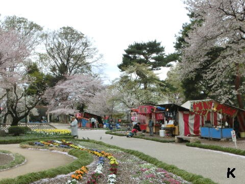 高崎城跡と高崎公園の桜 ２ たかさき春まつり 高崎つながり屋台横丁 群馬県高崎市 ゆる山 湯ったり ぶらり旅 ゆゆぶ