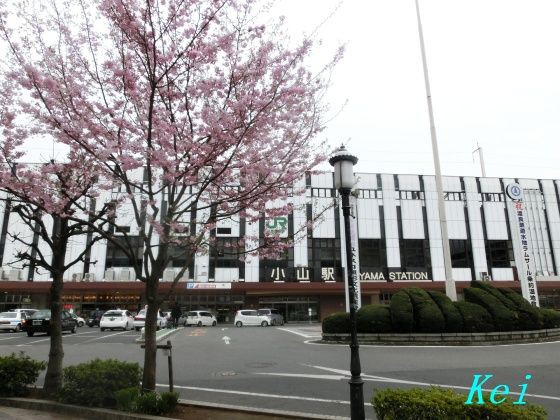 栃木県 小山の思川桜 1 遅咲きの思川桜が満開になりつつあります 小山駅西口駅前通りの桜と小山御殿広場 栃木県小山市 遊々 湯ったり ぶらり旅 ゆゆぶ