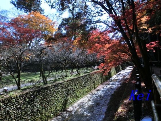 紅葉の京都 北野天満宮 ５ 御土居もみじ苑から本殿へ 京都府京都市上京区 遊々 湯ったり ぶらり旅 ゆゆぶ