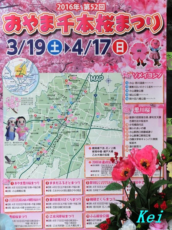 栃木県 小山の思川桜 1 遅咲きの思川桜が満開になりつつあります 小山駅西口駅前通りの桜と小山御殿広場 栃木県小山市 遊々 湯ったり ぶらり旅 ゆゆぶ