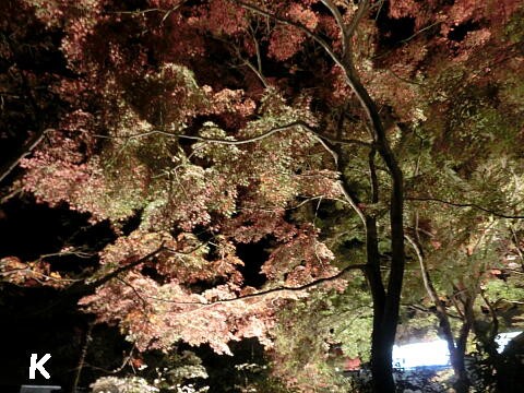 筑波山 １ もみじライトアップ ケーブルカー夜間運行と紅葉ライトアップ 茨城県つくば市 遊々 湯ったり ぶらり旅 ゆゆぶ