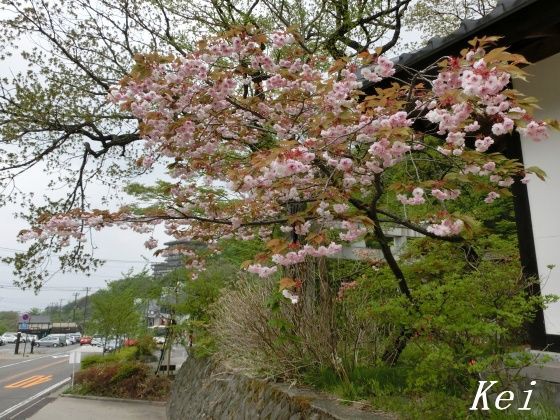 那須温泉 小鹿の湯 立花屋はなやホテル で日帰り温泉と 温泉神社の桜とツツジ 今年の 御神火祭 情報 栃木県那須町 遊々 湯ったり ぶらり旅 ゆゆぶ