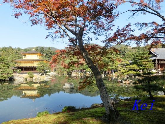 紅葉の京都・金閣寺(３)金閣寺の近影と紅葉 〔京都府京都市北区 