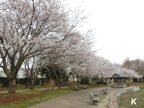 砂沼公園 観桜苑の桜 １ いろいろな桜の花 その１ 茨城県下妻市 遊々 湯ったり ぶらり旅 ゆゆぶ