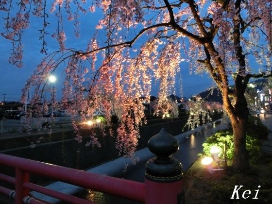 天童温泉・倉津川の枝垂れ桜(7)ライトアップ枝垂れ桜☆金将橋～歩橋