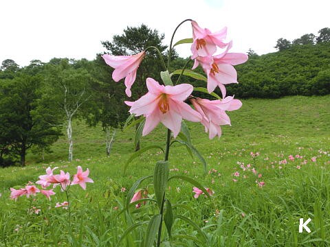 高清水自然公園ひめさゆり群生地 1 ひめさゆりの花と注意事項その他情報 福島県南会津町 ゆる山 湯ったり ぶらり旅 ゆゆぶ 高清水自然公園ひめさゆり群生地 1 ひめさゆりの花と注意事項その他情報 福島県南会津町 ゆる山 湯ったり ぶらり旅 ゆゆぶ