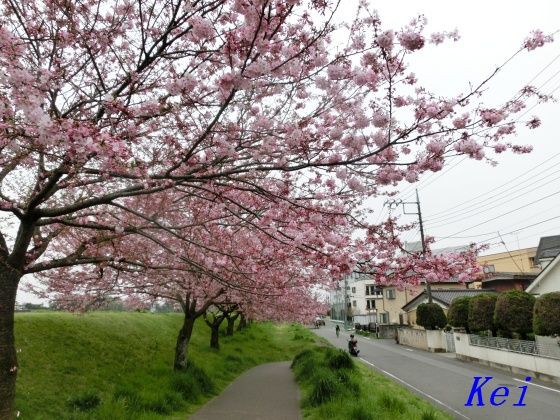 栃木県 小山の思川桜 3 遅咲きの思川桜が満開に 思川右岸は大きな思川桜の並木道 栃木県小山市 遊々 湯ったり ぶらり旅 ゆゆぶ