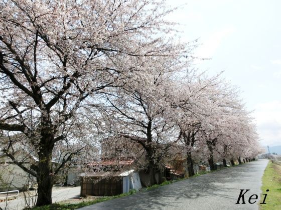 米沢の桜と米沢牛 米澤牛diningべこや 米沢上杉まつりは4月29日 5月3日 山形県米沢市 遊々 湯ったり ぶらり旅 ゆゆぶ