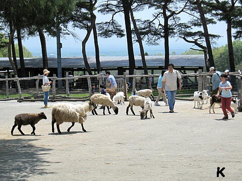 南ヶ丘牧場 ３ 動物ふれあい広場 栃木県那須町11年5月 遊々 湯ったり ぶらり旅 ゆゆぶ