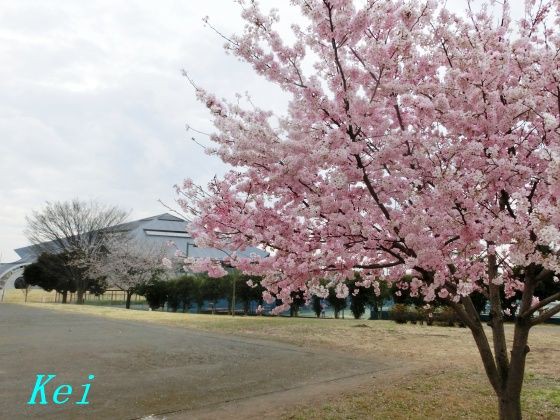 結城市鹿窪運動公園の桜 1 桜 と つくし 茨城県結城市 遊々 湯ったり ぶらり旅 ゆゆぶ