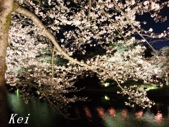 上杉神社と桜 1 4月下旬 Gwに桜が見られる所は 上杉神社 松が岬公園の夜桜ライトアップは5月6日まで 山形県米沢市 遊々 湯ったり ぶらり旅 ゆゆぶ