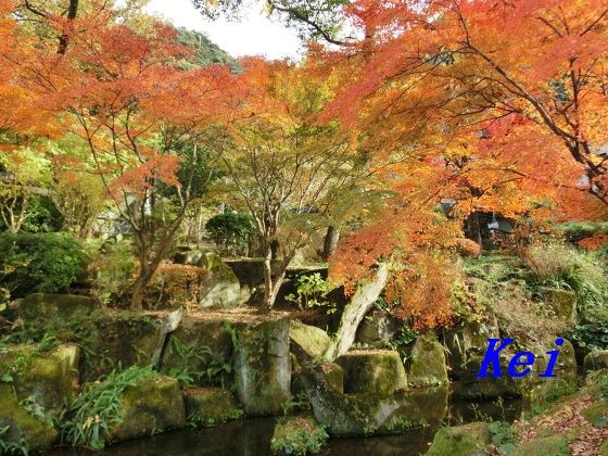 岐阜公園 岐阜城 ４ 岐阜公園のモミジの紅葉 岐阜県岐阜市 遊々 湯ったり ぶらり旅 ゆゆぶ