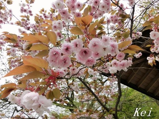 那須温泉 小鹿の湯 立花屋はなやホテル で日帰り温泉と 温泉神社の桜とツツジ 今年の 御神火祭 情報 栃木県那須町 遊々 湯ったり ぶらり旅 ゆゆぶ