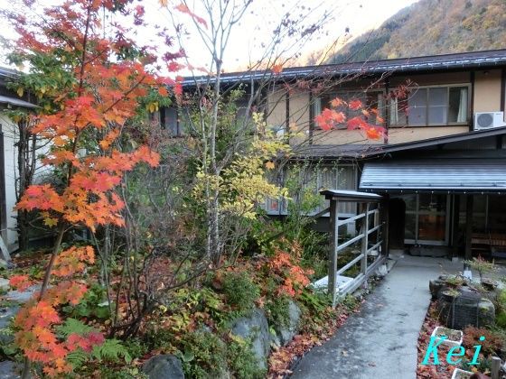 新平湯温泉 旅館藤屋 3 庭の池の鴨ちゃん いざ紅葉の無料貸切露天風呂へ 岐阜県高山市奥飛騨温泉郷 遊々 湯ったり ぶらり旅 ゆゆぶ