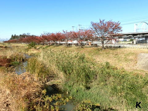 鷲宮駅と紅葉と らき すた イラストのあるお店 埼玉県久喜市 遊々 湯ったり ぶらり旅 ゆゆぶ