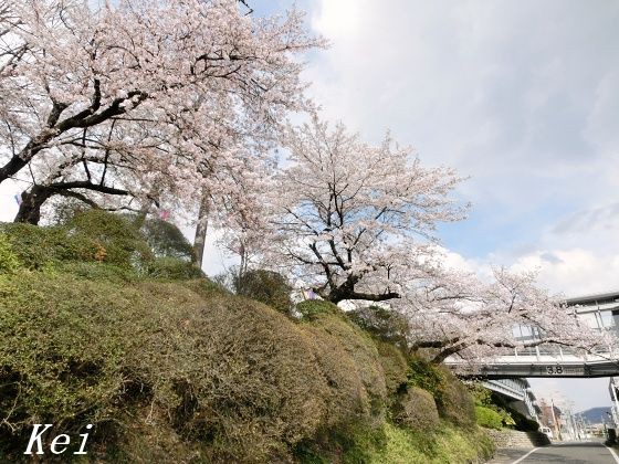 佐野城山公園の桜 2 桜満開 城山公園の周りを歩いてから にのまる 栃木県佐野市 遊々 湯ったり ぶらり旅 ゆゆぶ