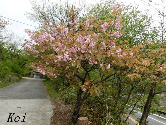 那須温泉 小鹿の湯 立花屋はなやホテル で日帰り温泉と 温泉神社の桜とツツジ 今年の 御神火祭 情報 栃木県那須町 遊々 湯ったり ぶらり旅 ゆゆぶ