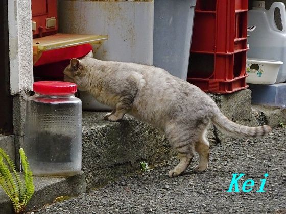 伊豆の猫ちゃんズ W 猫の日だにゃ W アニメ ケムリクサ めっさ気になる 遊々 湯ったり ぶらり旅 ゆゆぶ