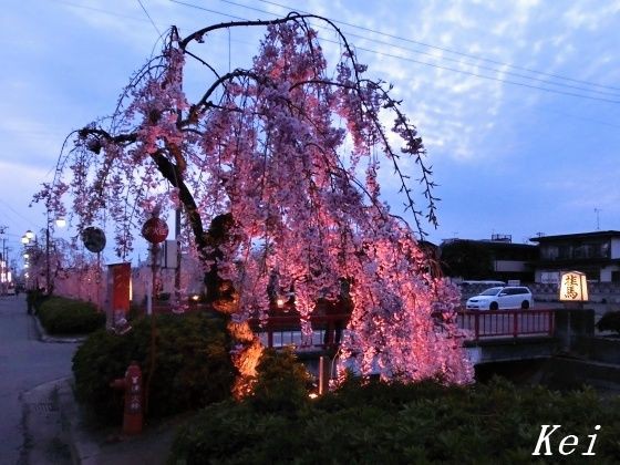 天童温泉・倉津川の枝垂れ桜(5)ライトアップ枝垂れ桜☆飛車橋～桂馬橋