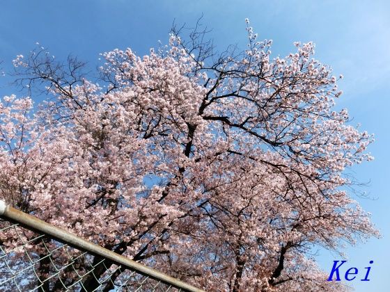 爽やかな青空の下で桜が見られました 遊々 湯ったり ぶらり旅 ゆゆぶ