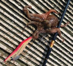 タコエギング この日のこと