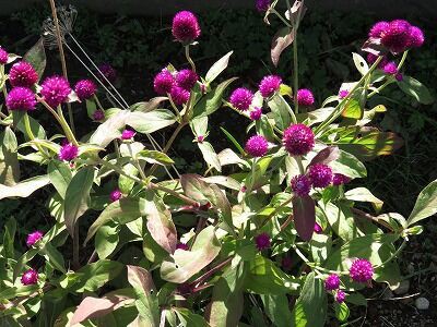 輝く千日紅 ぎんのすず