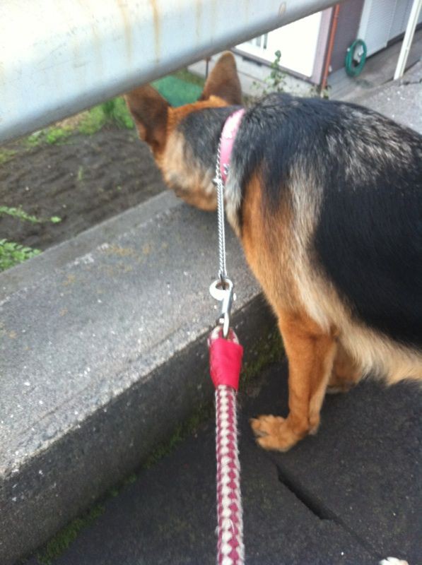 臍ヘルニアが硬くなって Momoの桃ログ パート２