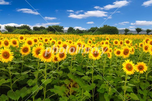 Photolibrary 無料素材が超熱い 気ままなストックフォトライフ