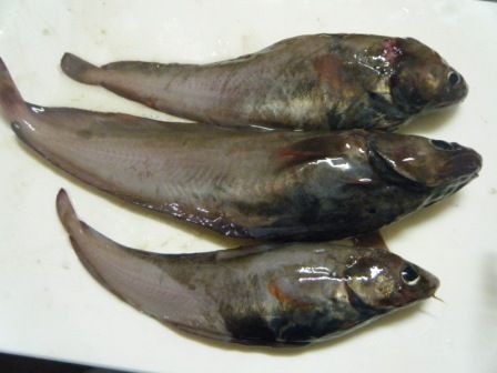 ドンコ汁 趣味の部屋